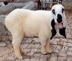 Qurbani janwar