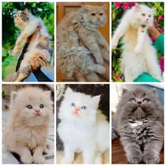 Persian triple coated punch face kittens and adult cats