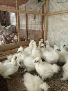 silkie chicks