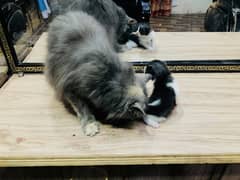 Fluffy Persian Female Cat with kitten  |  Whatsapp No. 03228739639