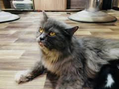 Fluffy Persian Female Cat with kitten  |  Whatsapp No. 03228739639