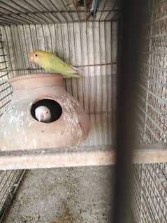lovebird breeder pair with 3 self chicks and other breeder pairs