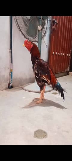 aseel patha