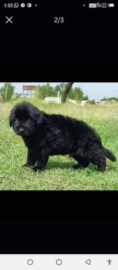 top quality black gsd proper long coat male for sale