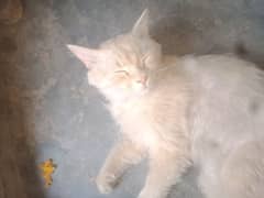 mein jop krti huo is ki care krna muskil hai is liya sale kr rahi huo