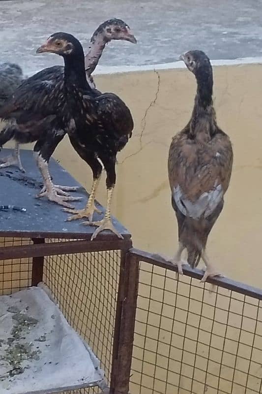 Mia wali aseel murga ka egg available  ha chick b available ha 1