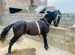 Neela