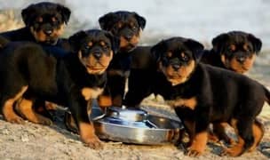 rottweiler puppies available