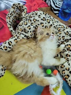 triple coat female kitten strong bloodline