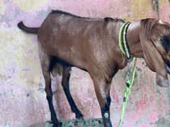 nagra bakra