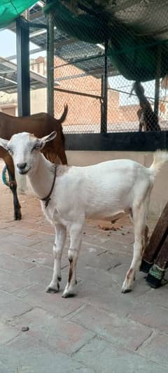 tedda male pair saanen breed for sale