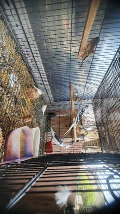 Cocktail Eno Piet For Sale