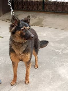 German