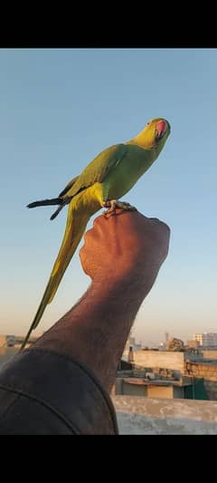 Ringneck Chicks