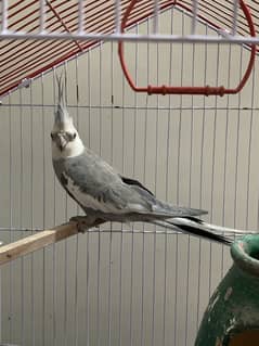 Breeder