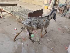 makhi