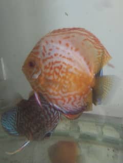 discus