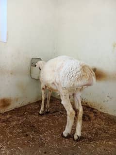Sheep