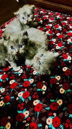 stream punch cat kittens