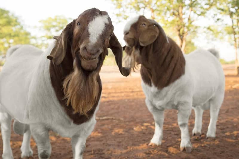 Cattle Farm Goat farm Dairy Farm Farm House 0