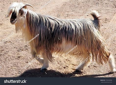 Cattle Farm Goat farm Dairy Farm Farm House 2