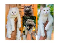 Persian hamalian british punch face piki face cat's and kitten's