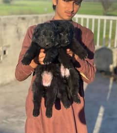 topline show class quality black Gsd proper long coat pair for sale