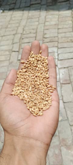 wheat fresh gandum 2025