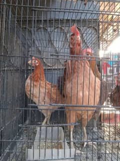 Hen for sale