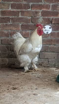 white buff heavy male