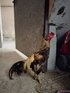 breeding