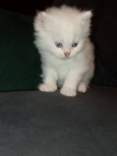 Blue eyes Cats pair available