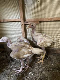 Aseel heera boska pathe or murgi with chicks WA 03072200443 read descr