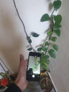 iphone 6 non pta 16GB all ok condition 9. by10