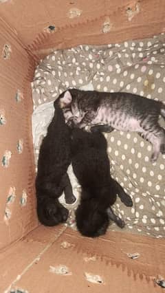 kittens,female cat,male cat