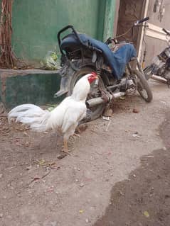 pair for sale