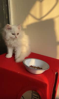 Kitten for sale