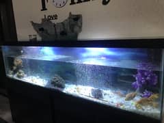 6Ft Fish Aquarium