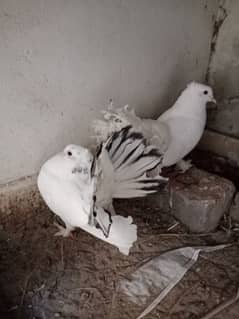 breeder pairs