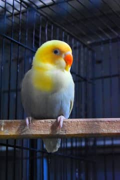 love bird parblue pf
