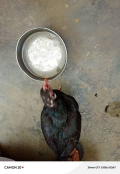 sindi