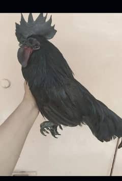 ayam cemani gray toung trio set 1 male 2 female