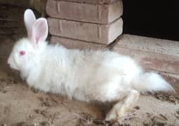 Rabbit Male