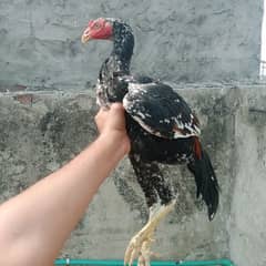 aseel Murga long height