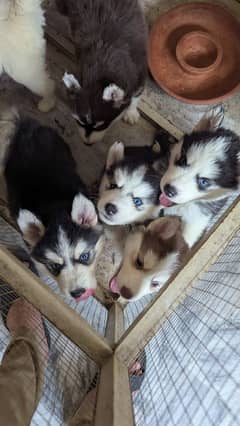 Siberian husky male / female puppies available for sale