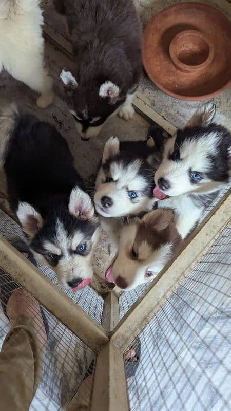 Siberian husky male / female puppies available for sale 0