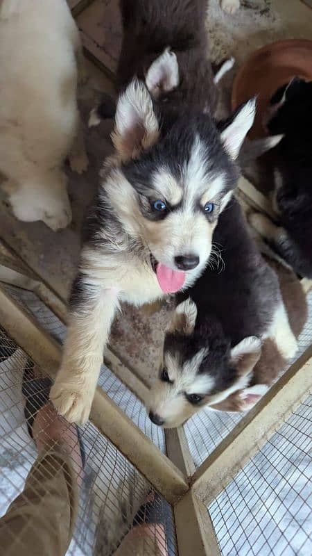 Siberian husky male / female puppies available for sale 3