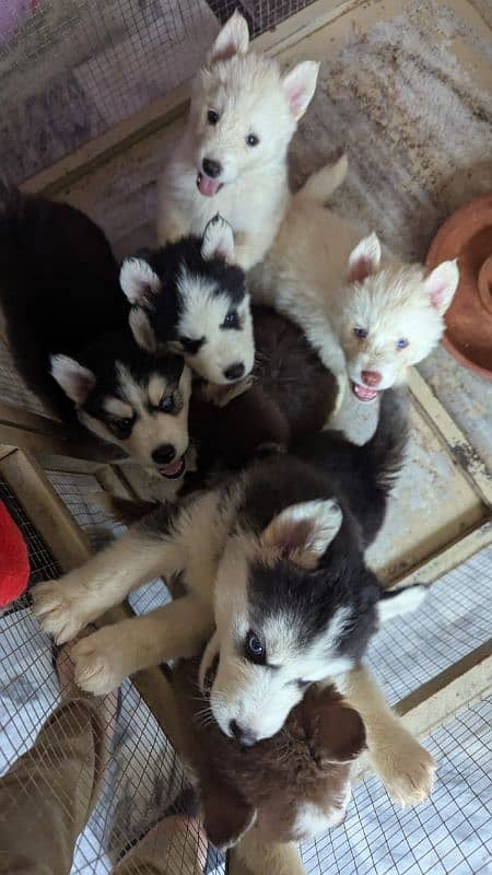 Siberian husky male / female puppies available for sale 4