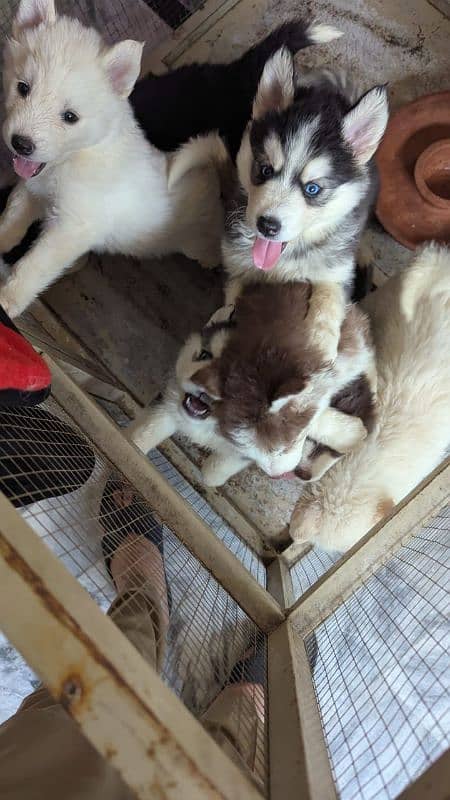 Siberian husky male / female puppies available for sale 5