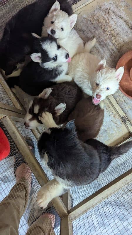 Siberian husky male / female puppies available for sale 6
